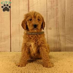 Bunny, Goldendoodle Puppy